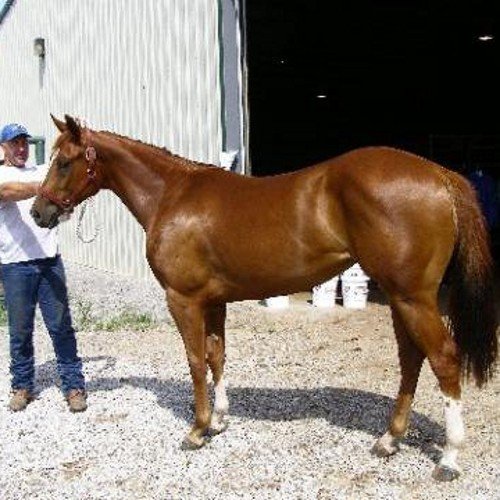 Horse trainer, X Bullrider