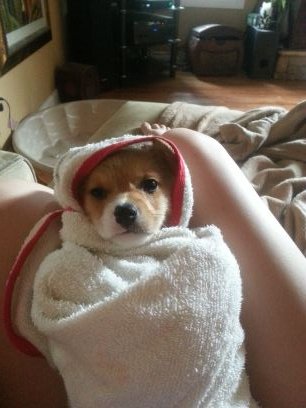 My name is Rosie and I am a corgi puppy! You can follow me on instagram @rosiebug_thecorgi