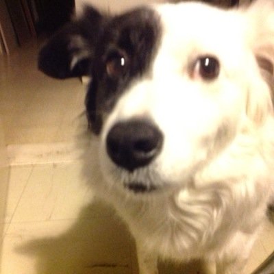 A_daeninck's profile picture. Historian, against all kind off social inequality, carpe diem
member of league chronic fatigue syndrome and fibromyalgia