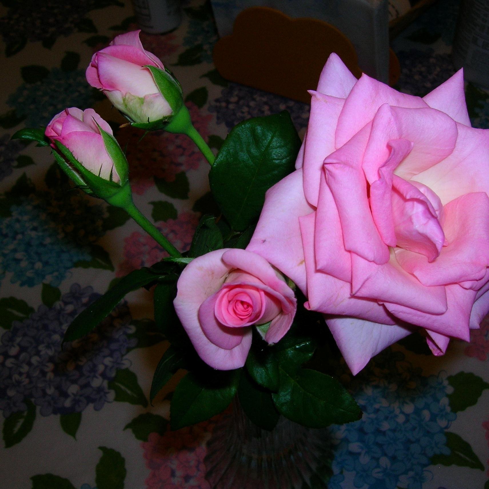 jecarah's profile picture. 