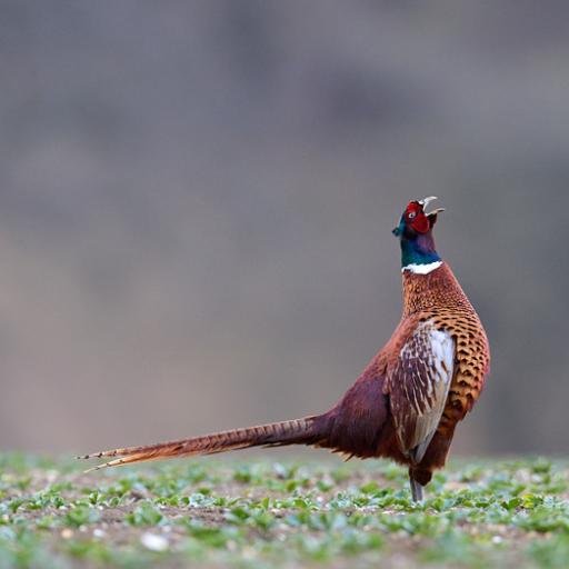 Veelzijdige hobby’s: jager, bosbeheerder, imker, koeienboer. Voelt zich onderdeel van natuur. Bourgondiër. Allergisch voor hypocrisie.