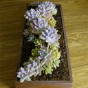 Tamara Craig - @CraigPlants - Twitter