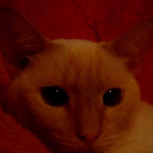 Hello, I picked this username, because the definition of my real name is (Downy). I call my cat a midget in my tweets, because she is 1/15 my size!