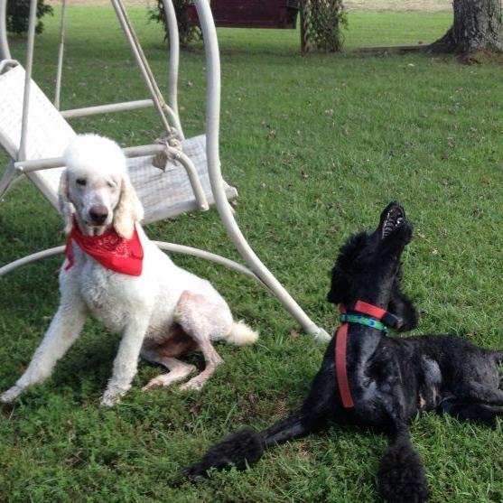 We raise beautiful standard poodles @TPPoodles. Our goal is to provide you with an excellent Furmily member that you can be proud of! #Thompsonsproverbspoodles