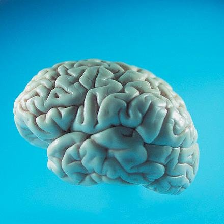 Psychology Professor at SDSU, FASD Researcher, Neuropsychologist