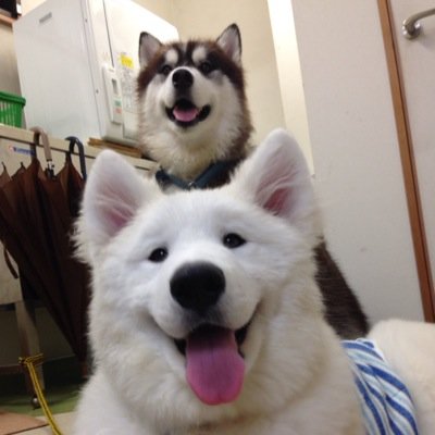 兵庫県芦屋市の動物病院で獣医をやってます。
うさぎ、犬、猫、オカメインコとの生活をつぶやいてみます。