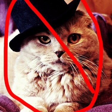 We dont take falls to seriously. Try to fight well fight back. We're not asking for a completely cat cruelty free world but we can make a substantial change.