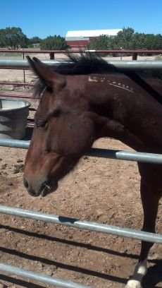 life in the high desert