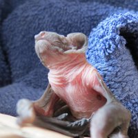 East Yorks Bat Group (@eybg1) 's Twitter Profile