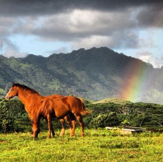 Kauai Colors
