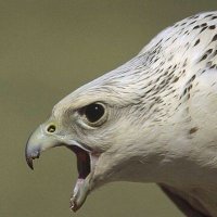 الشمري (@ssssrrr12) 's Twitter Profile