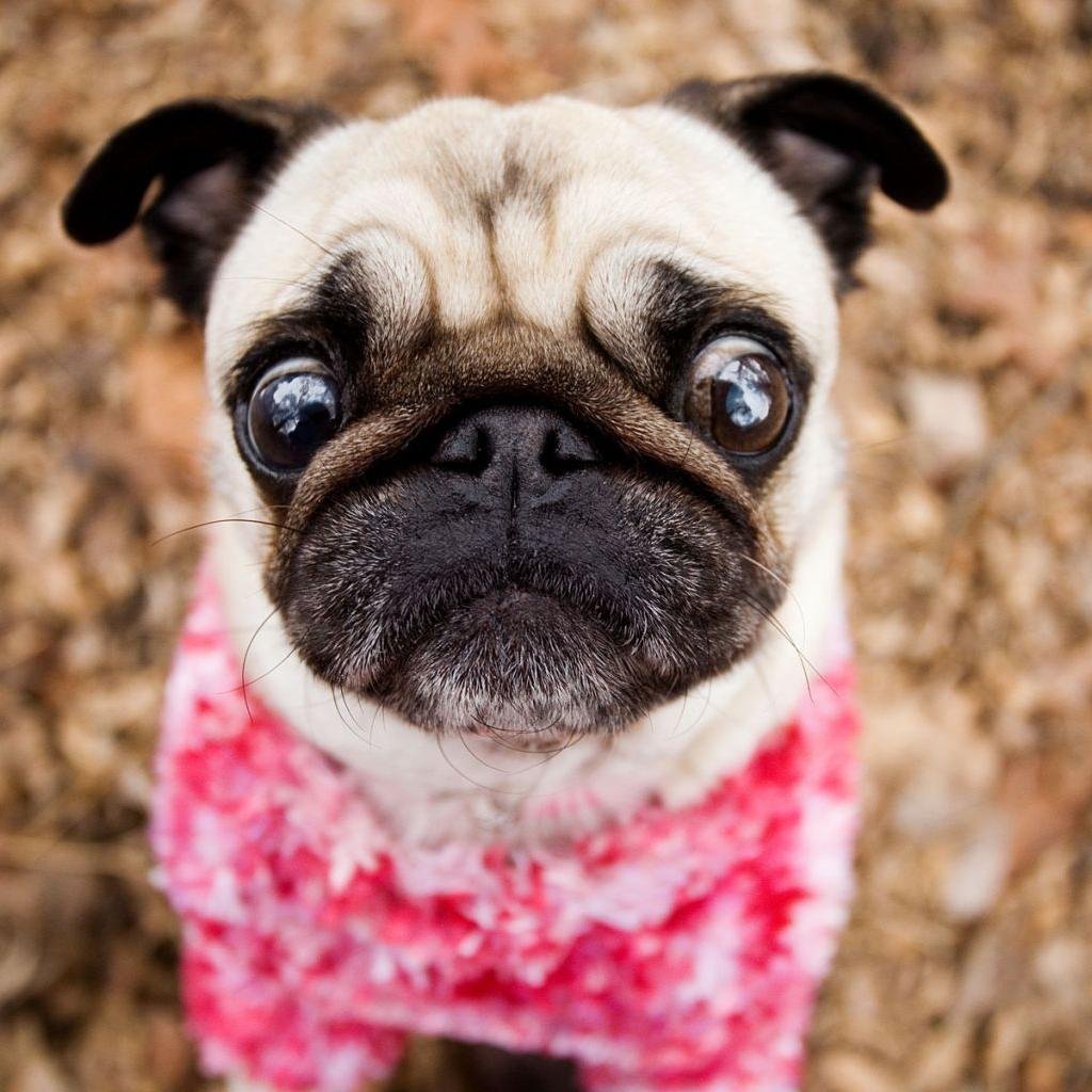 Perros Pug (@PerrosPugs) | Twitter