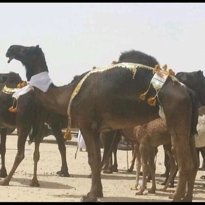 mhmd108684285's profile picture. 