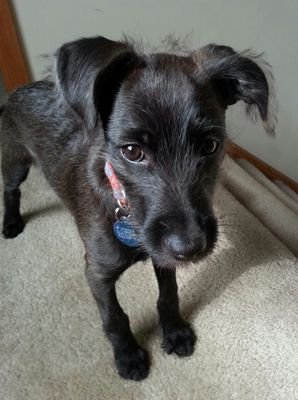 Dogthraki's profile picture. my name is Fez.  i am Dogthraki.  Mini Irish Wolf Hound.  Dragon shepherd