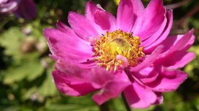 bvgardens's profile picture. Ten acres of landscaped and themed gardens. All year round interest and colour. Free to enter. National collection of Helleborus and Japanese anemones.