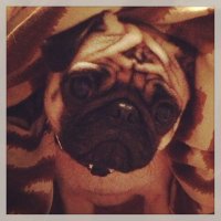Nixon (@nixonthepug) 's Twitter Profile