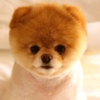 可愛すぎる画像を集めています。リツイート＆フォローお願いします♡