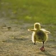 I'm Matthew Espinosa's duck