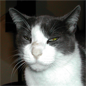 dailycat's profile picture. My daily existence.