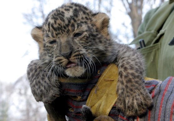 Terezaldias's profile picture. 