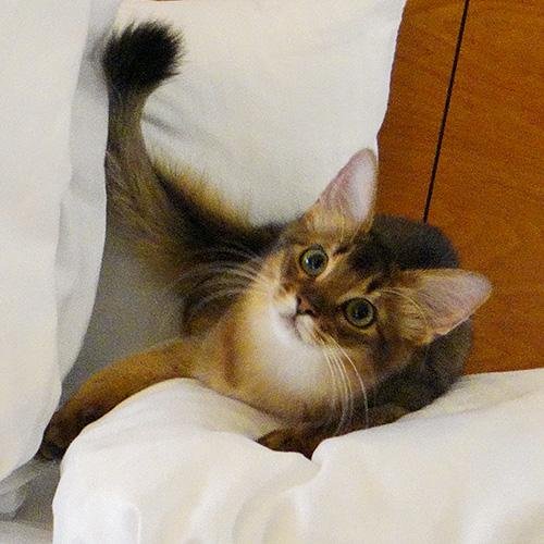 Summer's Fabulous Cat Life