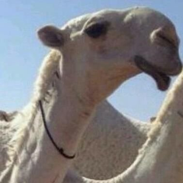 ‏‏سلام عليكم و رحمة الله وبركاته ] [  حساب يهتم بي نوادر للابل ] [ اححب البر و المقناص و ملاعب الطير ] و [ الشععر  ] KSA