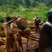 Uganda Mining (@ugandamining) Twitter profile photo Uganda Mining (@ugandamining) Twitter profile photo