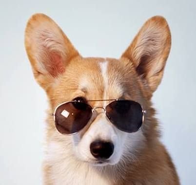 Wooof wooof wooof wooof... Da Corgi.