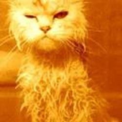 ShanperM's profile picture. 