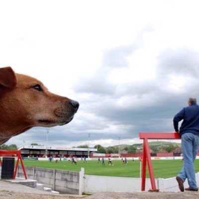 Pictures of dogs at non league football grounds. nonleaguedog map here https://t.co/zPfVWYUWoh