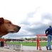 nonleaguedogs (@nonleaguedogs) Twitter profile photo nonleaguedogs (@nonleaguedogs) Twitter profile photo