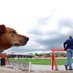 nonleaguedogs (@nonleaguedogs) Twitter profile photo