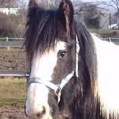 The Archers pony. Clip Clopping around the Ambridge back lanes pulling Joe's trap. Friendly old soul, with an eye for a pretty girl.