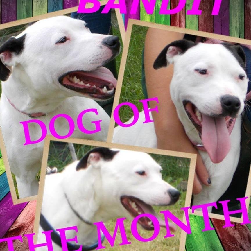 foredowne's profile picture. Boarding Kennels and Cattery. Here to care for beloved pets. Fully qualified Groomers and microchippers available. Pet shop where you can buy anything you need!