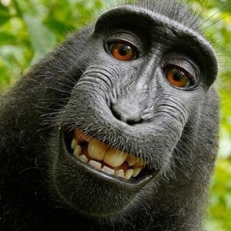 pepeRSsoftware's profile picture. 