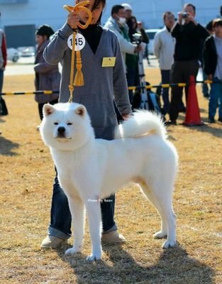 鹿児島から発信。 愛くるしいワンコたちです♪ 犬好きな方見ていって下さい★ #秋田犬 #秋田犬ブリーダー #豆柴 #豆柴ブリーダー #子犬販売 #九州 #鹿児島 #薩摩日登美犬舎
https://t.co/cHga1d7U2e