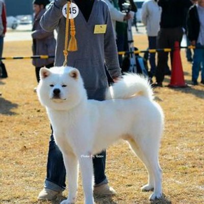 ひーちゃん 秋田犬仔犬 哺乳動画 秋田犬 秋田犬白毛 秋田犬仔犬 哺乳動画 秋田犬動画 ミルク 秋田犬ブリーダー 九州 鹿児島 薩摩日登美犬舎