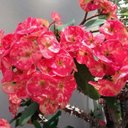 Lilia Serrano - @liliamserrano54 - Twitter