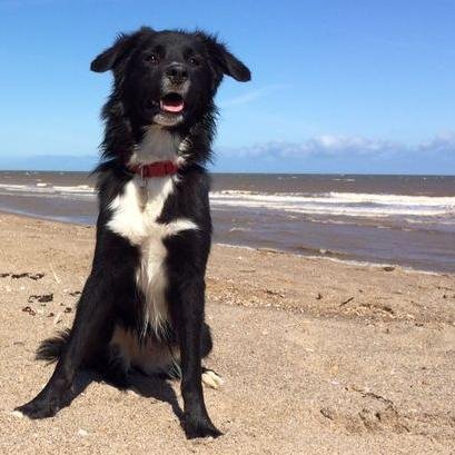 Daisy_MadCollie's profile picture. Hi, Daisy here. I'm a rescue collie cross who lives with my best friend Cybi and our human, Sarah. She blogs about us, but I'm managing the Twitter account...