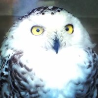 laphi (@laphi6111) 's Twitter Profile