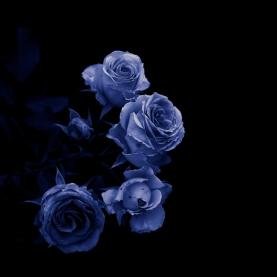 GardeniaGorton's profile picture. Hipster-friendly coffee aficionado ; Practical ,  ideas,  Introvert ,   Internet fanatic  ...  General tv enthusiast  ...