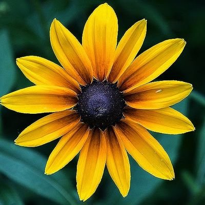 aaclark5's profile picture. SF Native, SFPD Widow - I speak my mind without a Filter.  "I will have 1 mistress here, and NO master" - Elizabeth