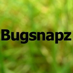 Nature photography, mainly bugs and fungi, by Pete Smith. #bugsnapz