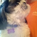 Matthew Scicchitano - @MatthewShick1 - Twitter