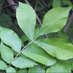 Hickory Grove Garden (@hickorygarden) Twitter profile photo