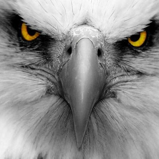 sly_sog's profile picture. Begotten Through a Living Word. %%

Sons are what we become, not a doctrine we hold.