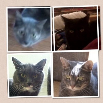 thefourkitties's profile picture. 