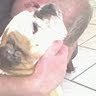loves my two Bulldogs, Eddy and Archie.   ' carpe diem'