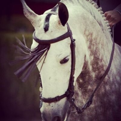 miriamariass23's profile picture. caballos y perros mi puta vida...♥ nyno vargas 3