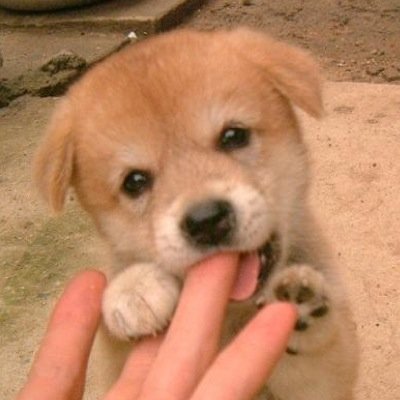 癒し度MAX!!!!!!!かわいい動物を紹介します。癒されたら
RTお願いします。